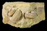Two Ordovician Gastropod (Trochonema) Fossils - Wisconsin #162974-1